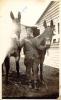 Whitley Camp
Surrey, England
William Calder with
King &amp; Jenny
August, 1916
Front