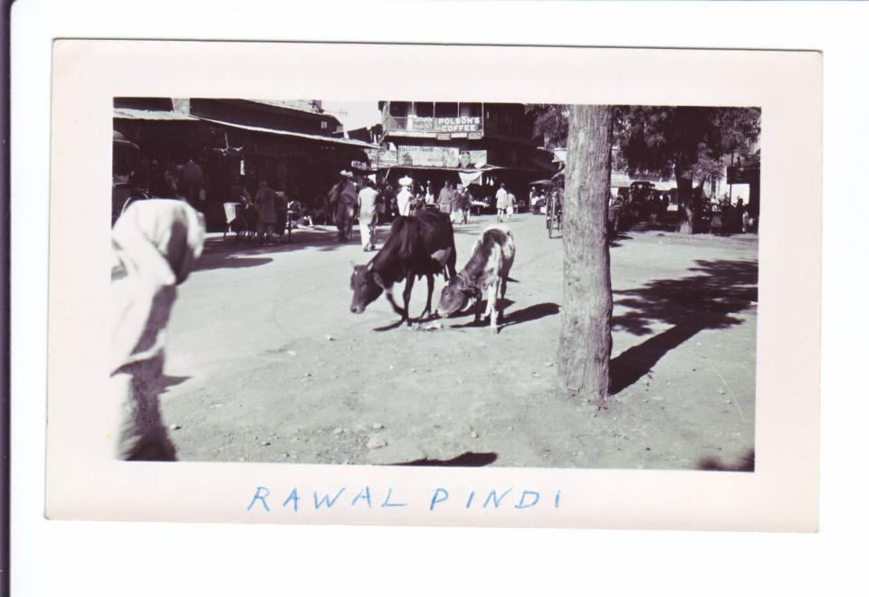 Photo #37
View of cows on a street
in Rawalpindi, India