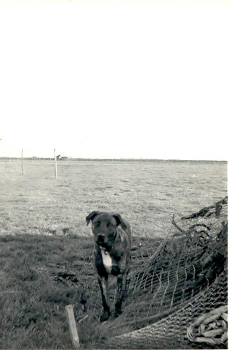 Mascot, nd